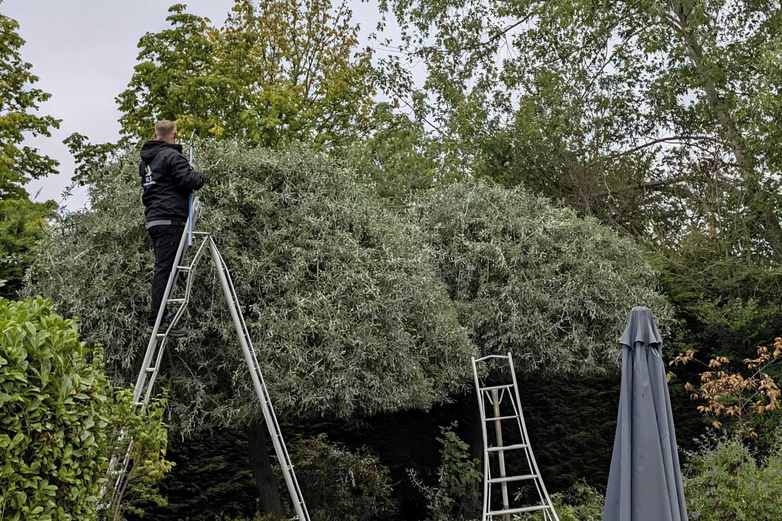 A team member on a ladder trimming a large shrub in a garden.