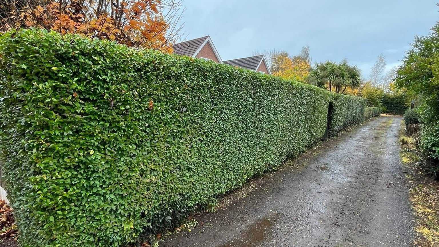 A long, neatly cut hedge running beside a narrow lane.