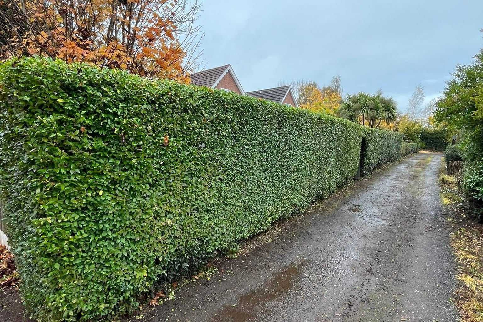A long, neatly cut hedge running beside a narrow lane.