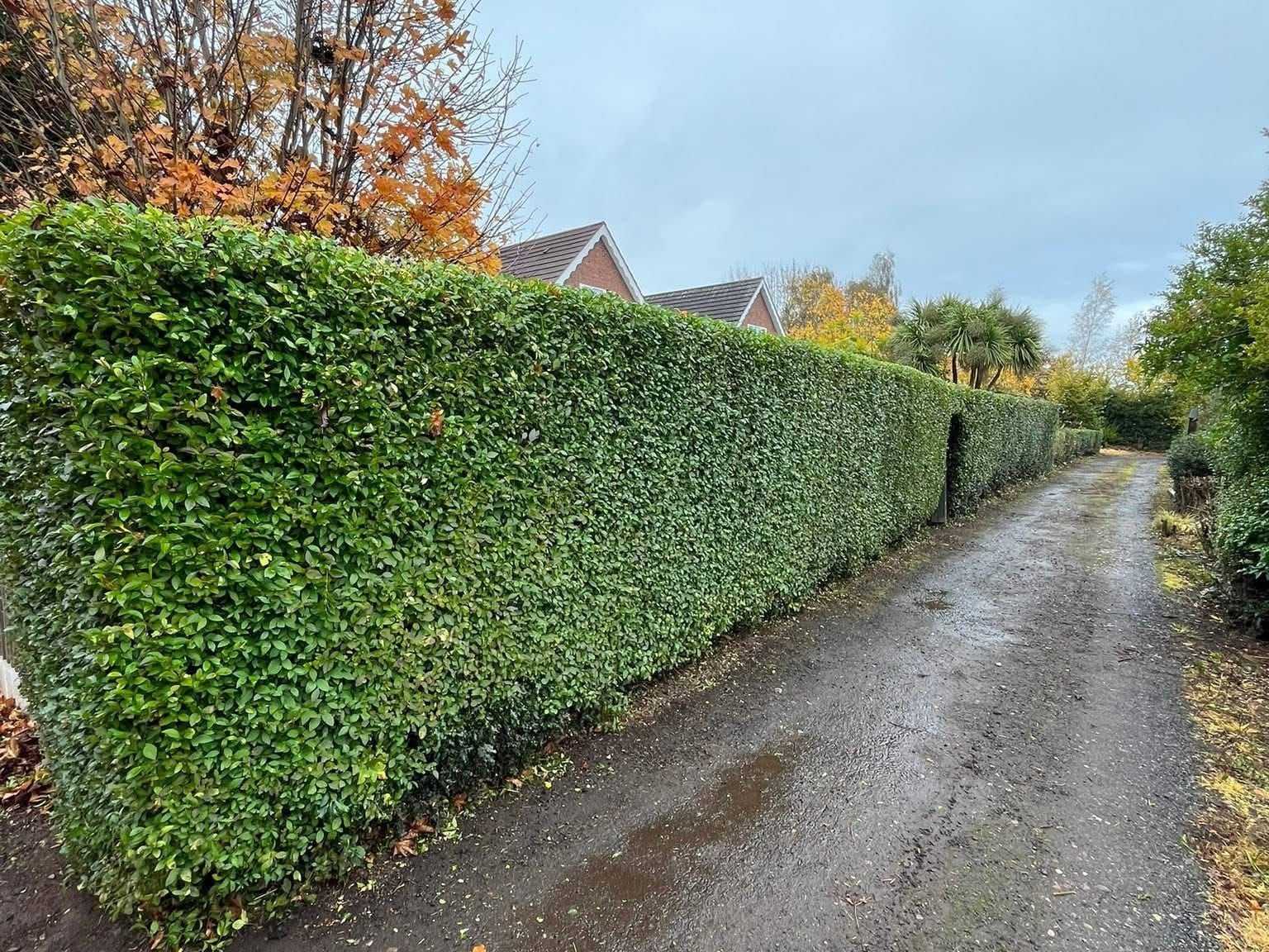 A long, neatly cut hedge running beside a narrow lane.