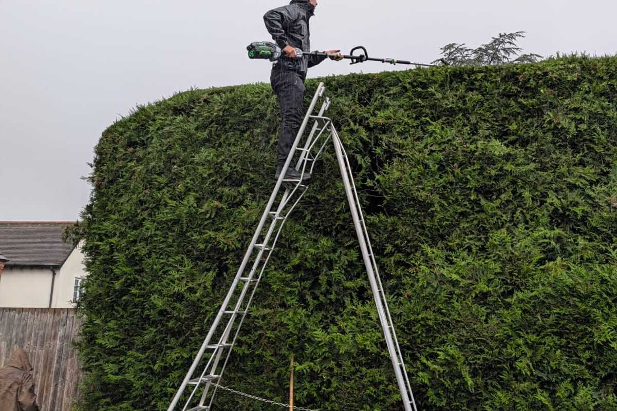 A team member on a tall ladder trimming the top of a high hedge.