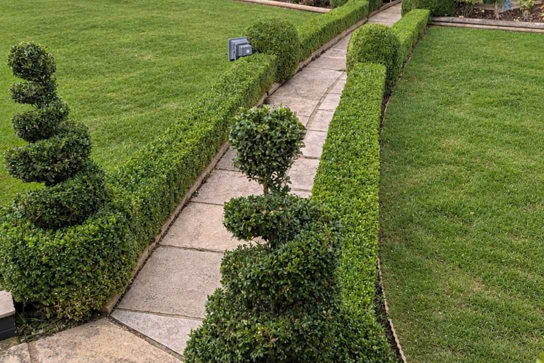 A paved garden path between neat lawns and spiral-clipped topiary.