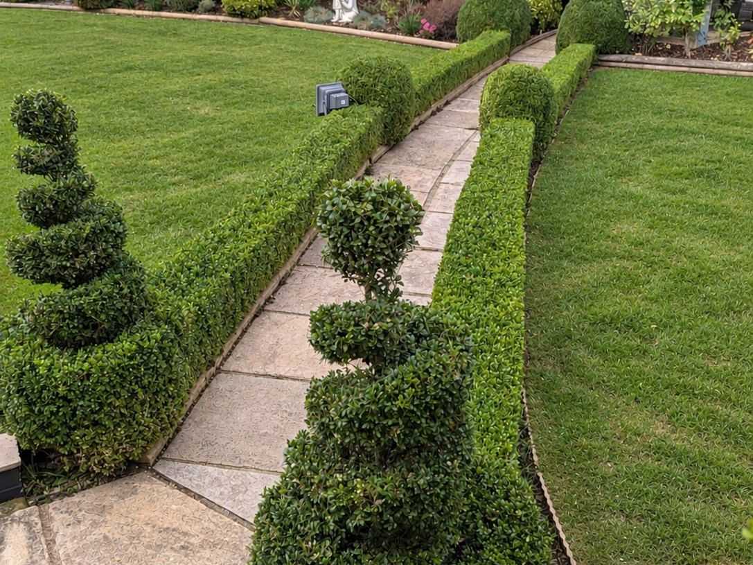 A paved garden path between neat lawns and spiral-clipped topiary.