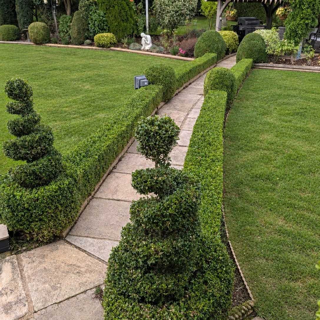 A paved garden path between neat lawns and spiral-clipped topiary.