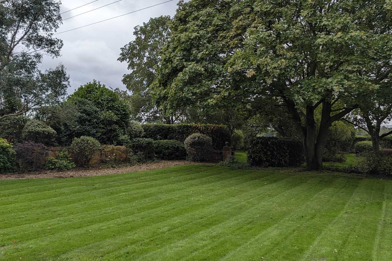 A striped lawn beside a large mature tree.