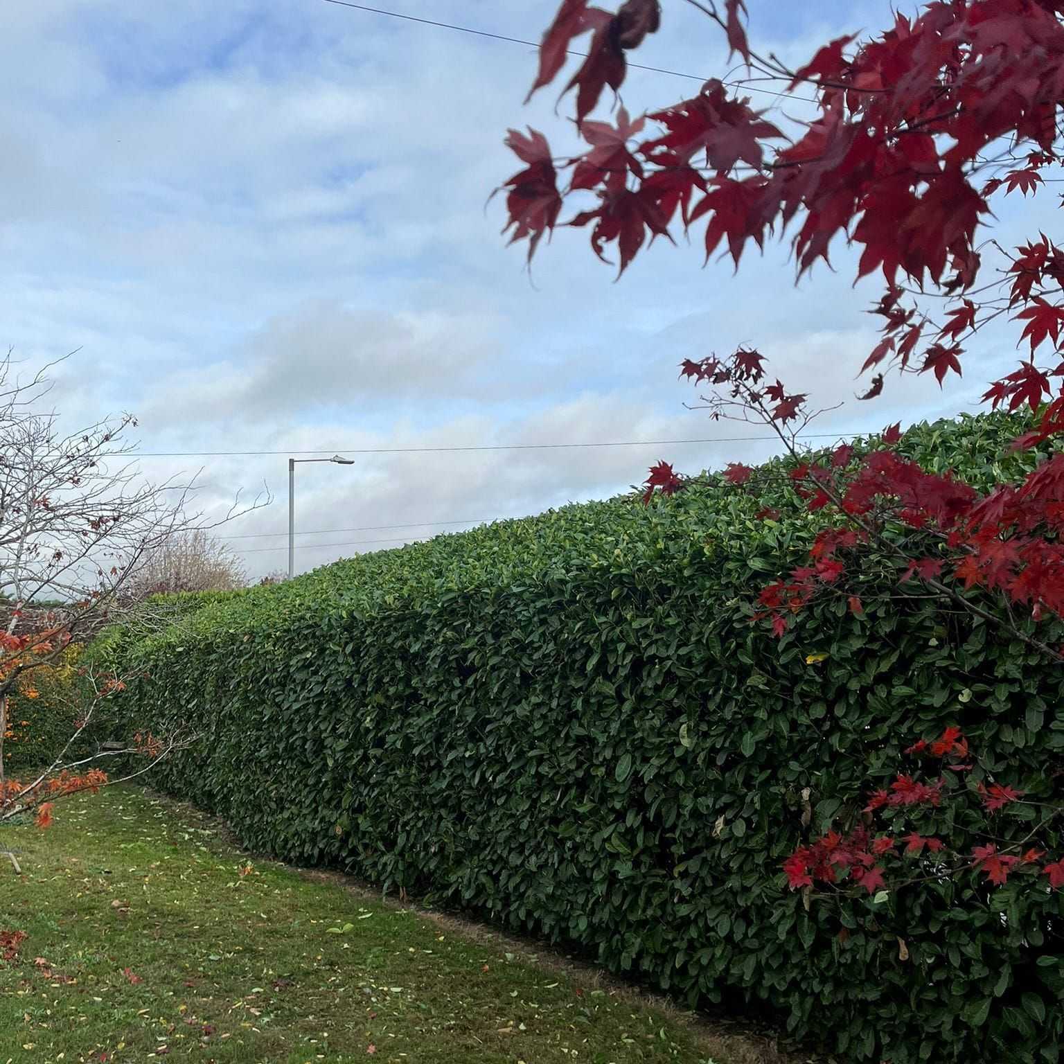 A tall, neatly trimmed hedge beside a mown lawn, with red maple leaves in the foreground.