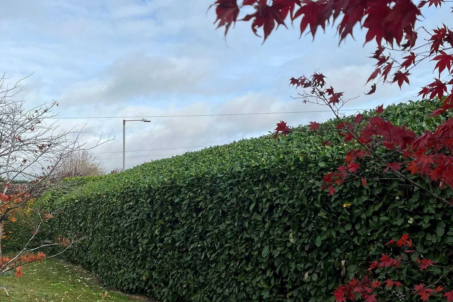 A tall, neatly trimmed hedge beside a mown lawn, with red maple leaves in the foreground.