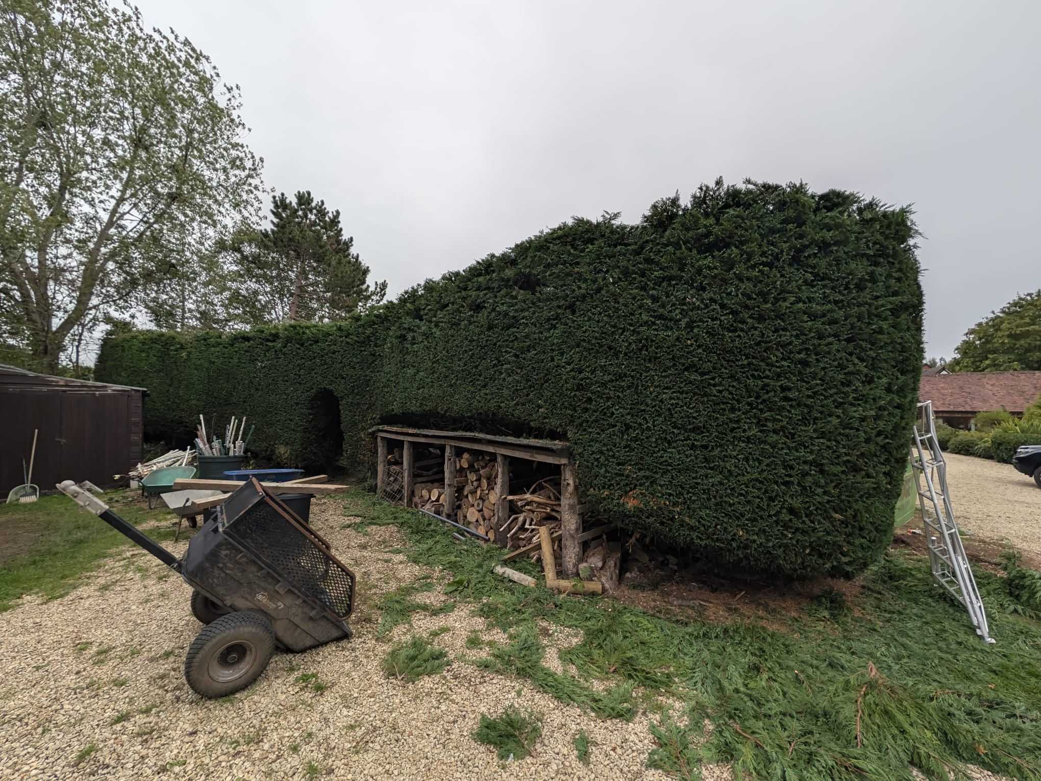 A tall, freshly trimmed conifer hedge beside a log store.