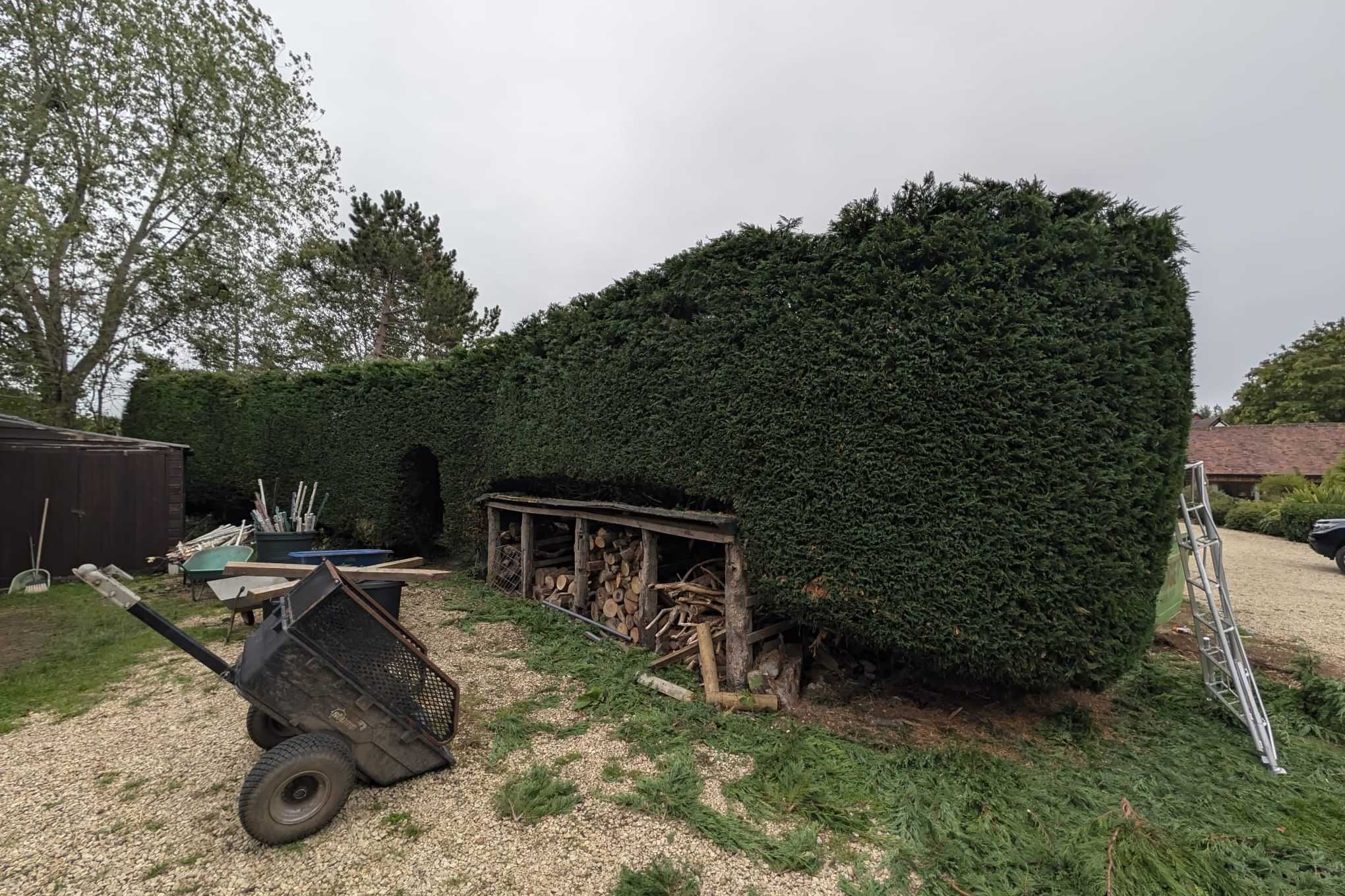 A tall, freshly trimmed conifer hedge beside a log store.