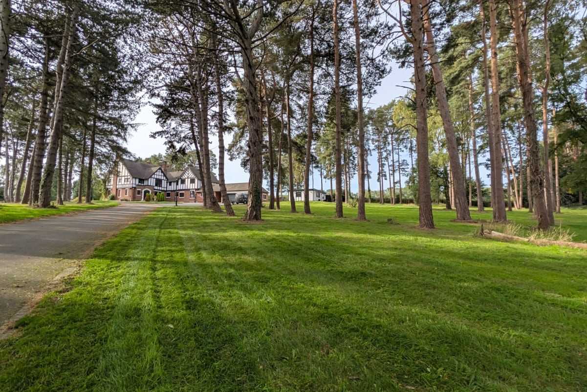 Striped grass between tall pine trees on open grounds.