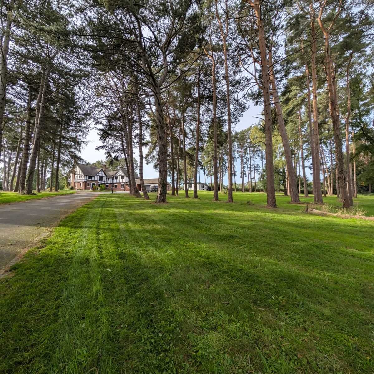 Striped grass between tall pine trees on open grounds.